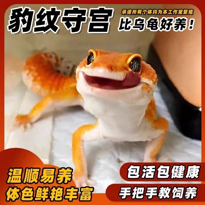 肥尾守宫蜥蜴活物新手入门懒人宠物可爱爬虫易养异宠小型温顺幼体