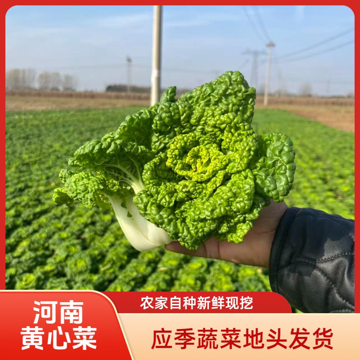 （河南-小齐同学）露天霜冻黄心乌塌菜黄心菜新鲜火锅蔬菜