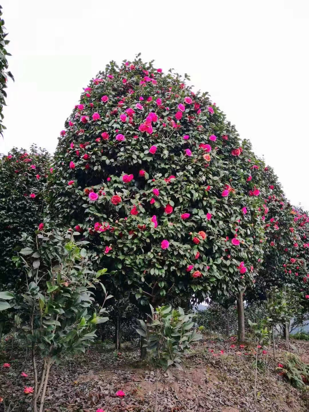 茶花四季常绿大花型耐寒好养庭院地栽盆栽绿植