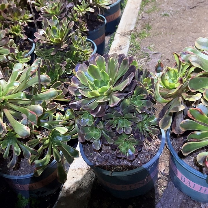 0485欧嘉莉两颗多肉植物