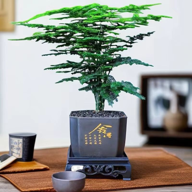 Z补贴价【舍得文竹盆栽】室内植物迷你办公室客厅绿植观叶植物