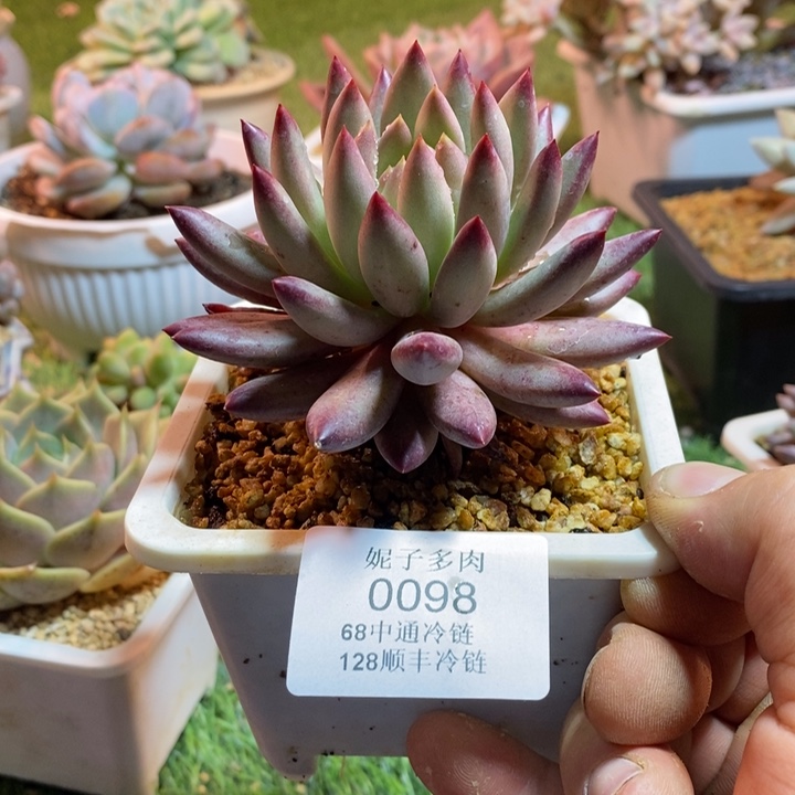 0098啊啊啊啊啊啊啊啊啊啊