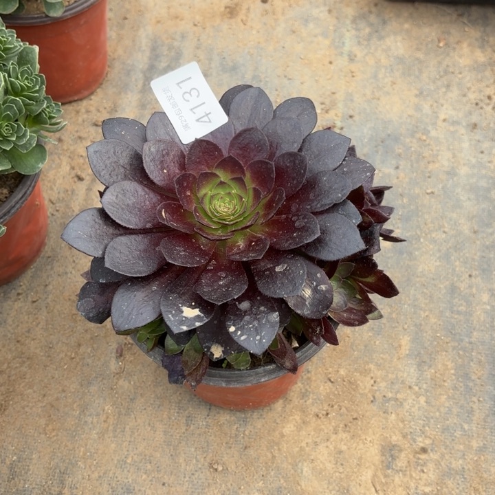 黑魔多肉法师4131