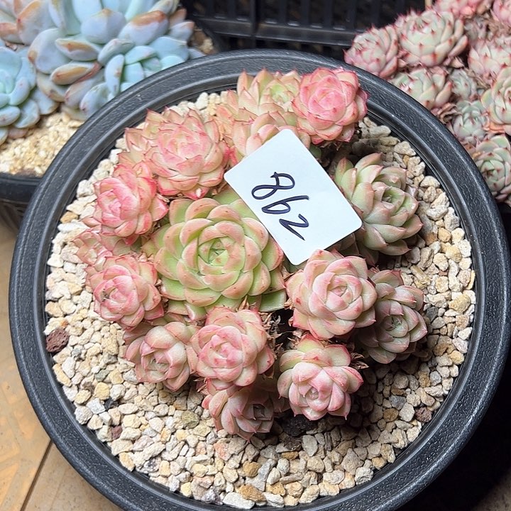 末*862//////////////