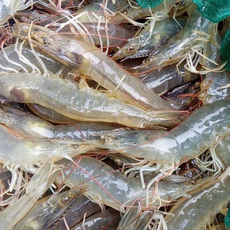 缺氧明虾（1-5斤规格可选）【不建议清蒸】