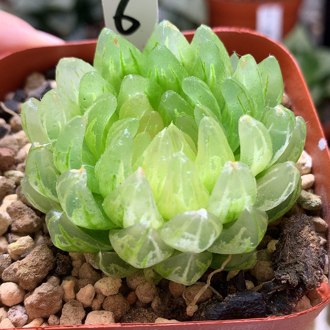 樱变女神玉露锦带盆土发货