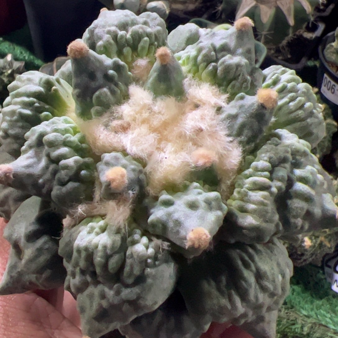 怒涛牡丹仙人球115