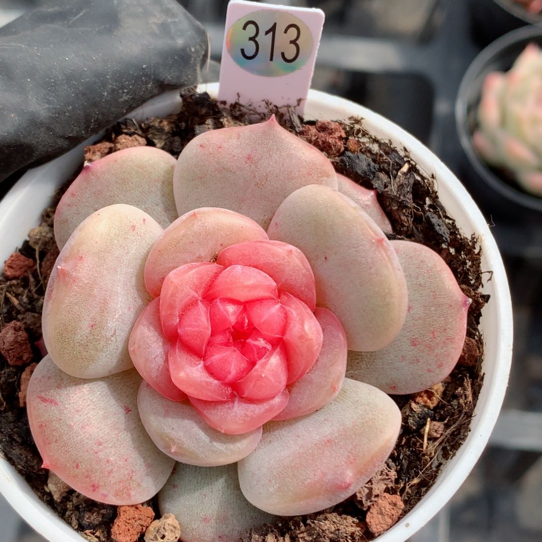 58包邮  群生不包整313