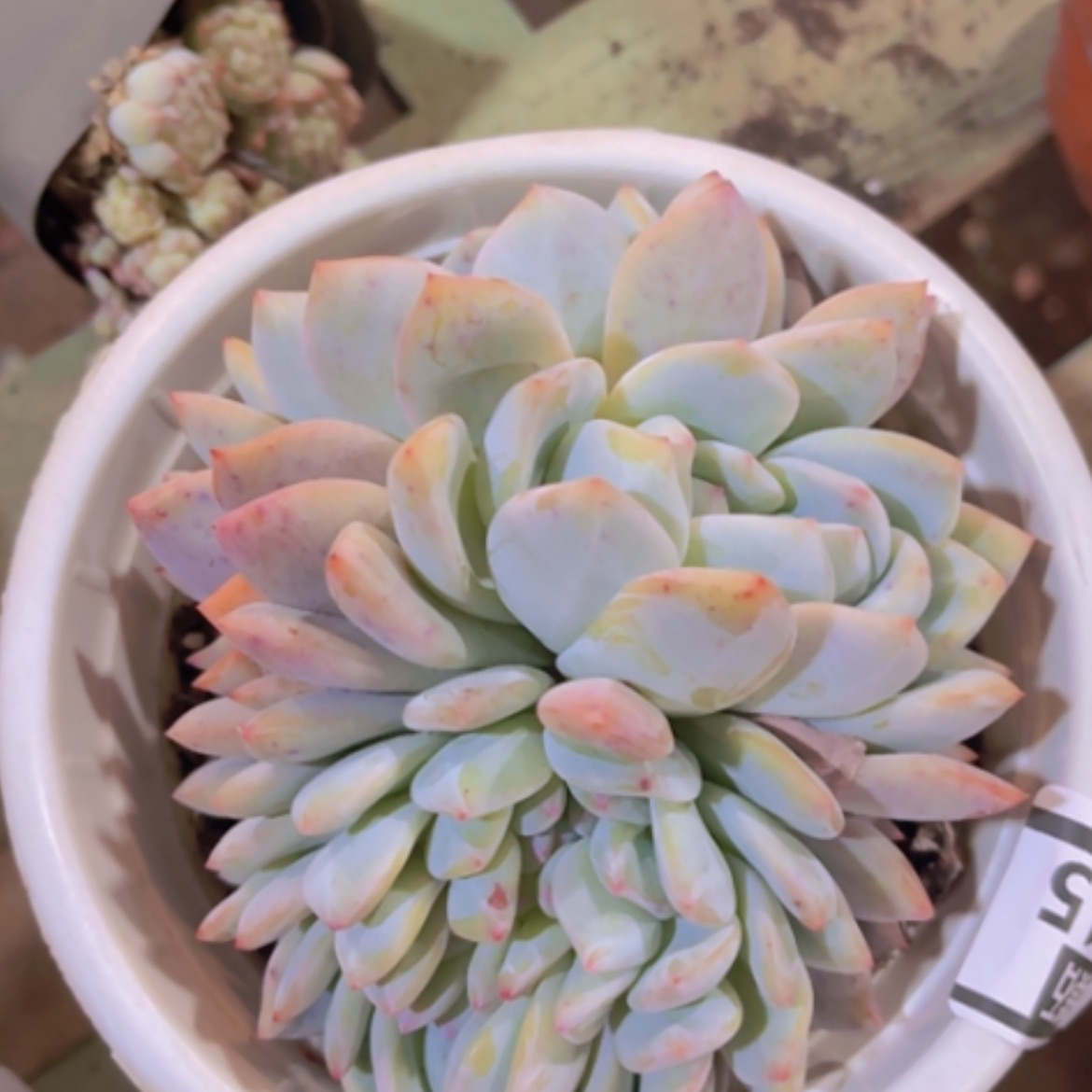 【闪购商品】橙梦露缀16315