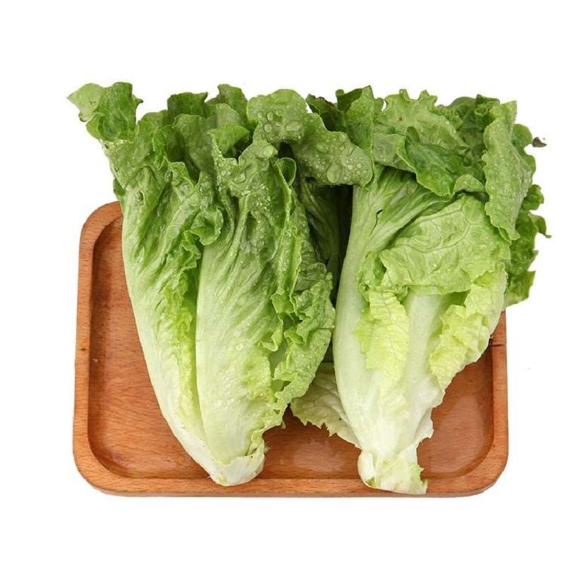 【精选】优质意大利长生菜 一个