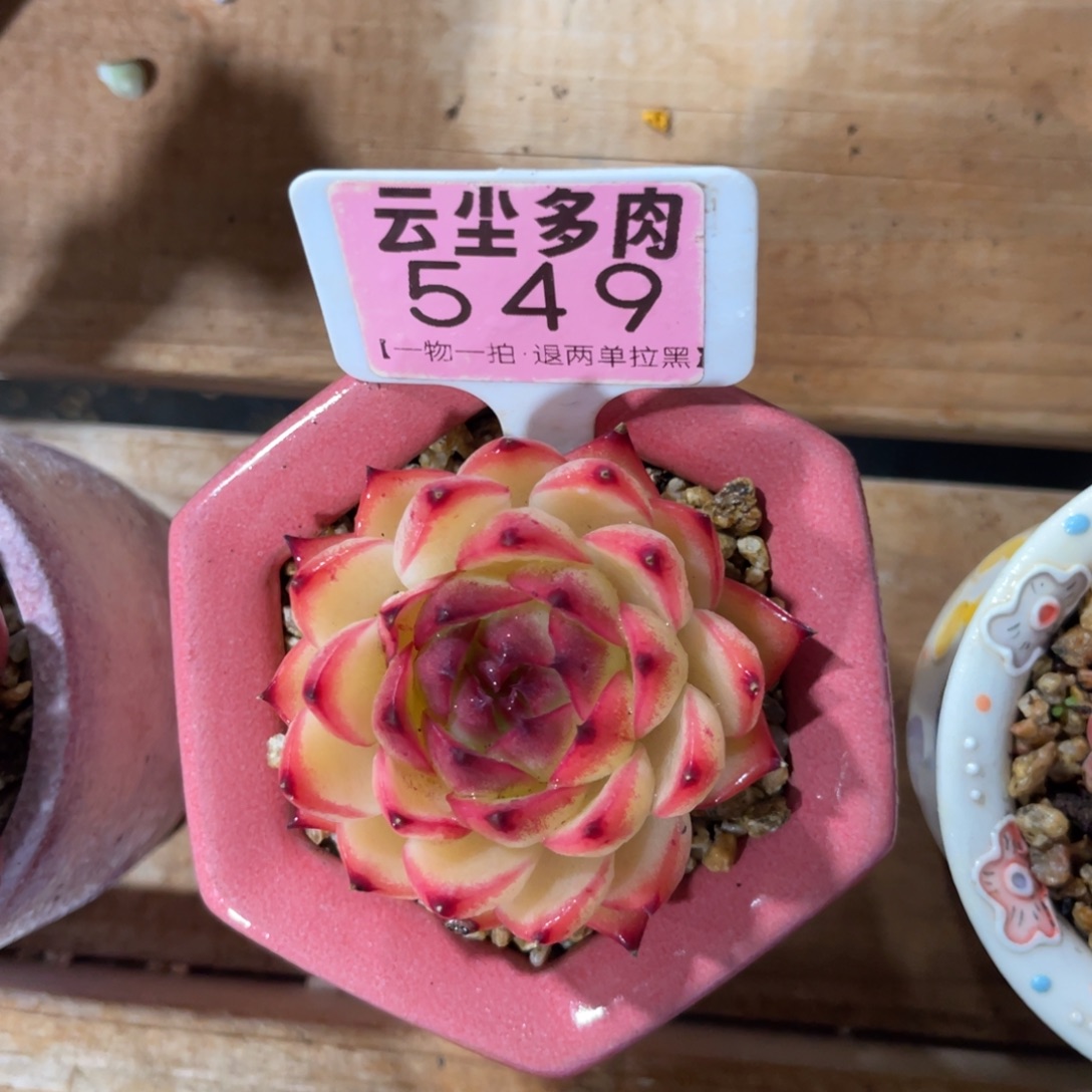 云尘多肉一物一拍549不含盆，