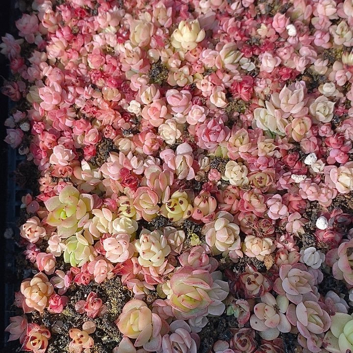 134 多肉植物盆栽花卉盆栽