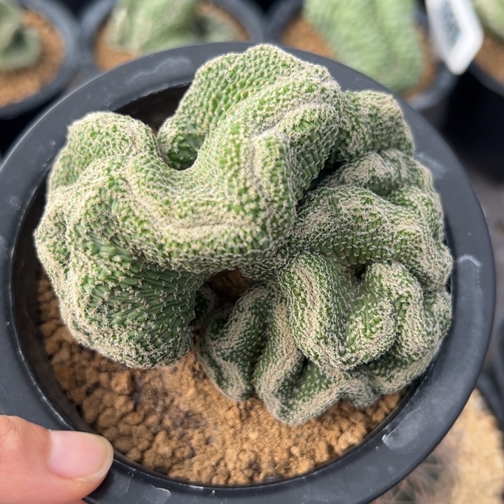 实生菊水缀化仙人球