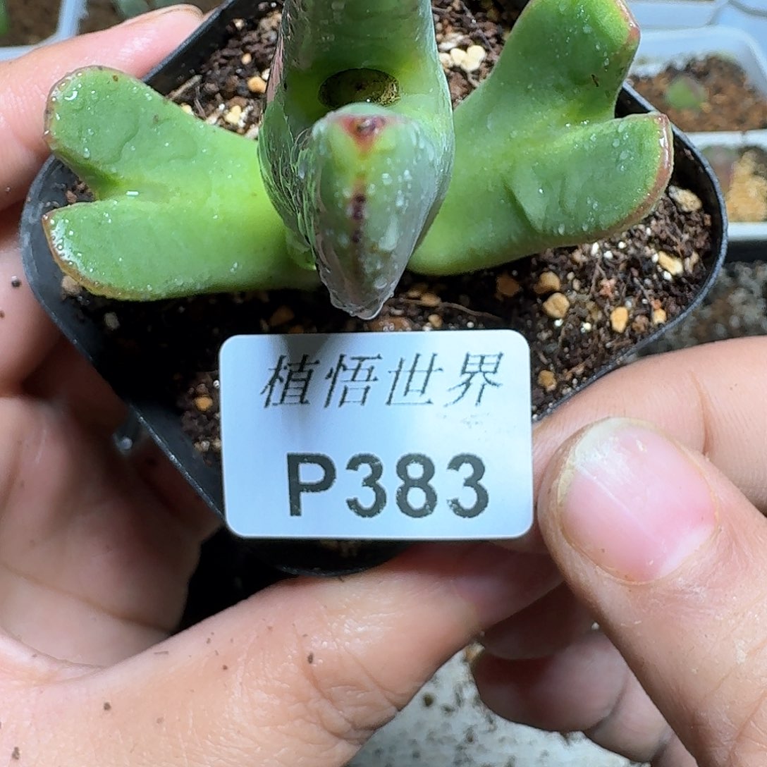 383盒多肉植物哇f f v