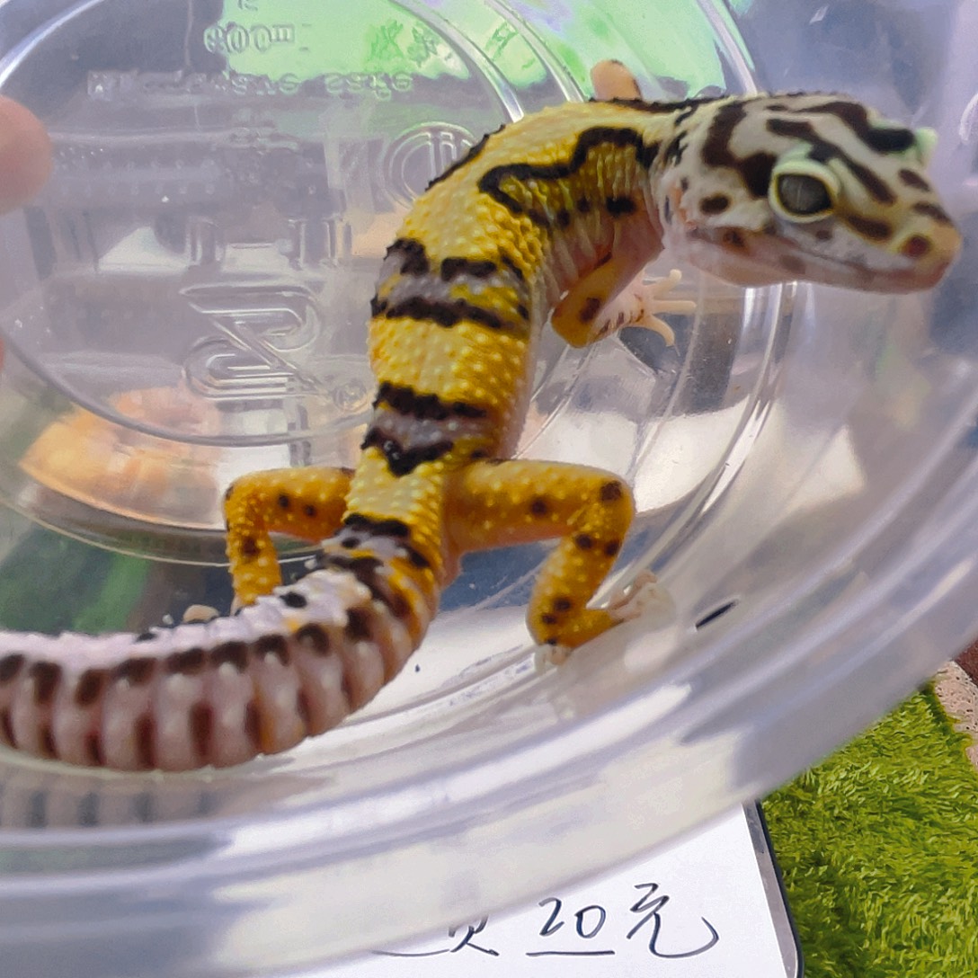 豹纹守宫豹纹守宫苗子成体亚成