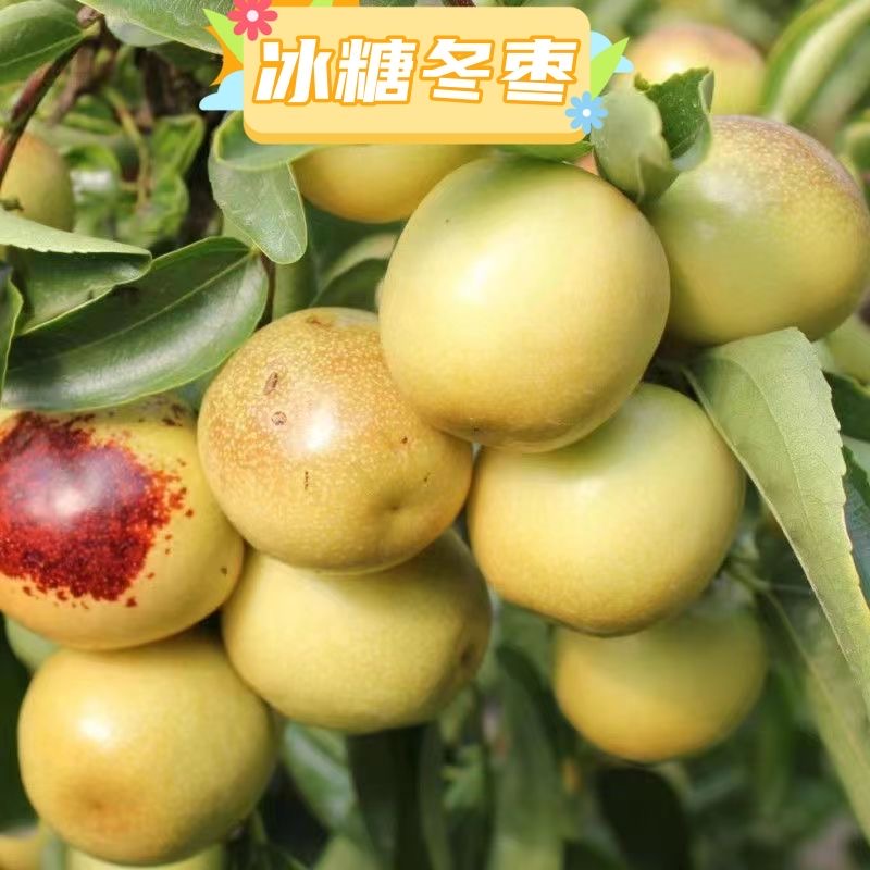 枣树树苗新品种特大冰糖脆枣苗耐寒耐旱当年结果南北方种植果树苗