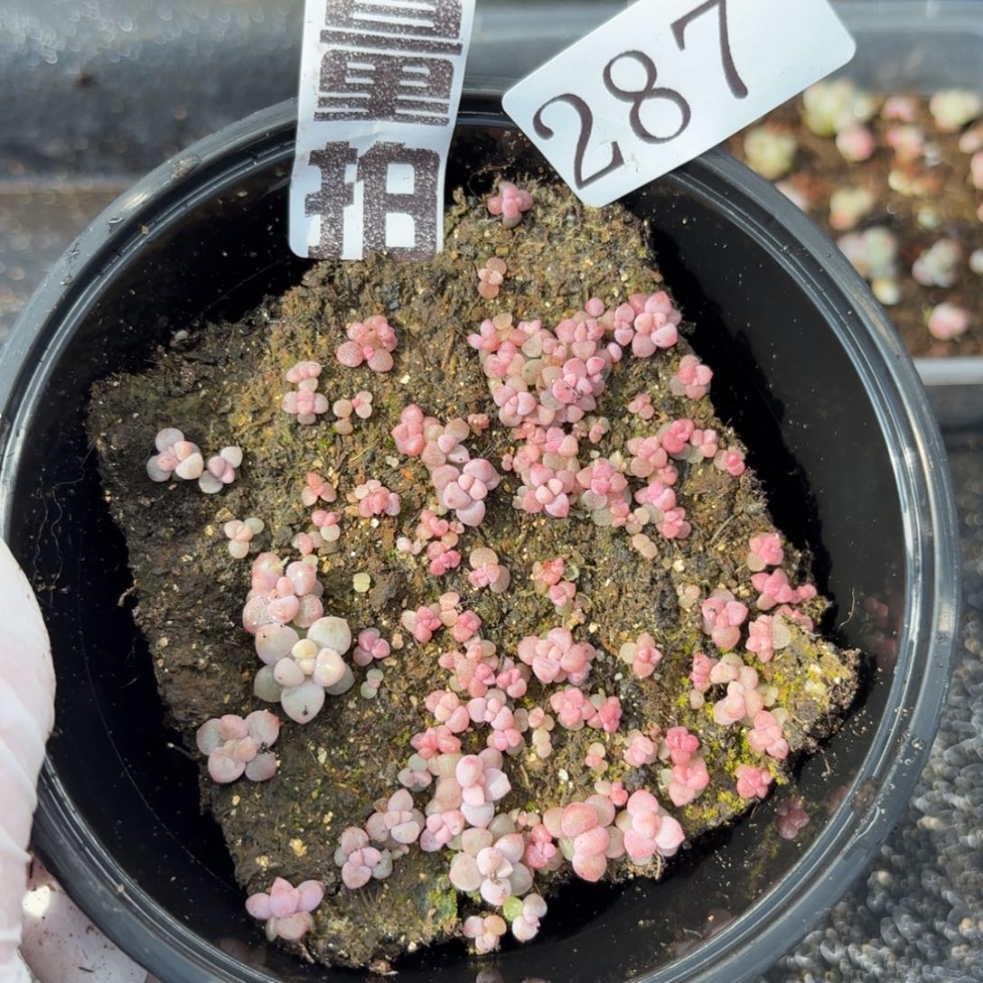 多肉植物多肉植物咪咪奶酪287量拍