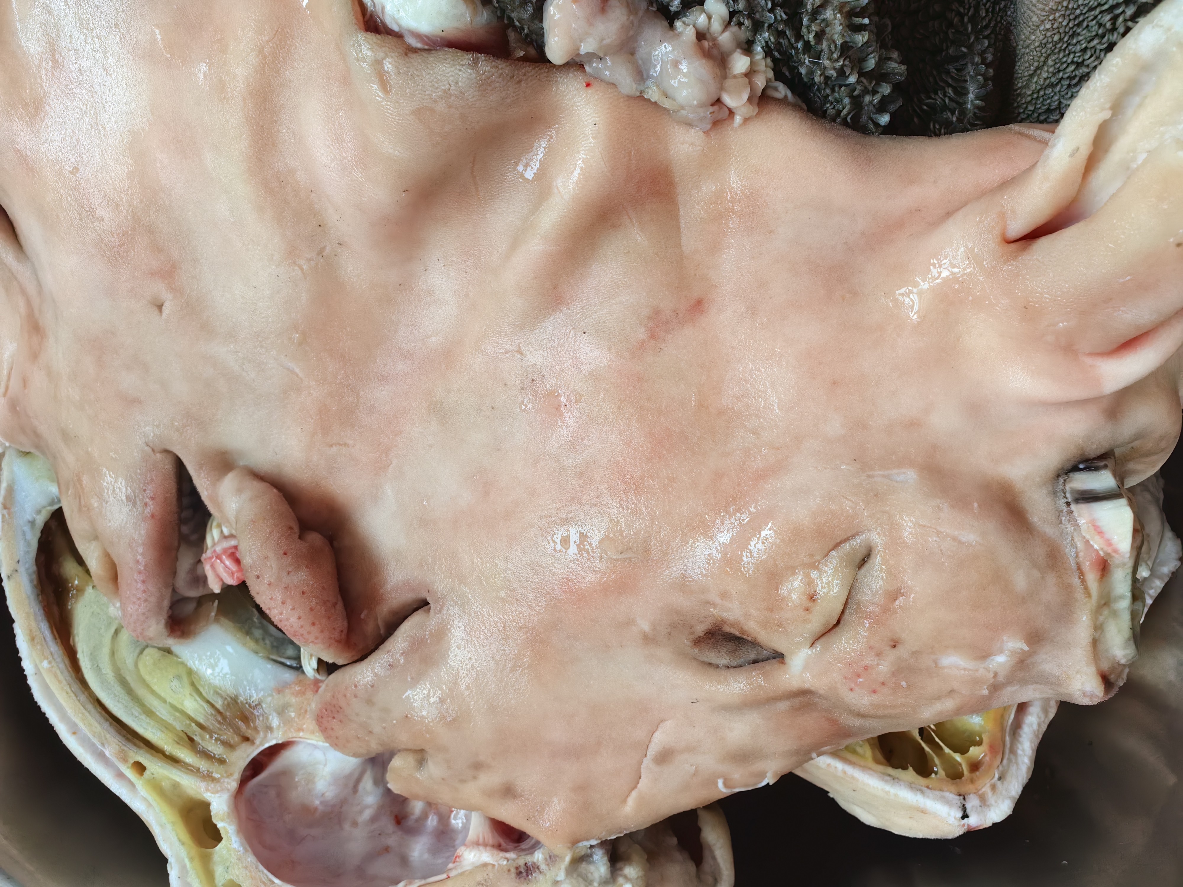 《清真食品》羔羊羊头