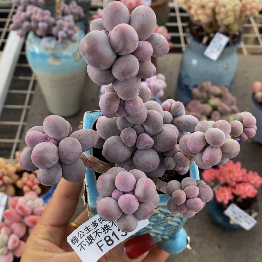 香水手指813/10c m