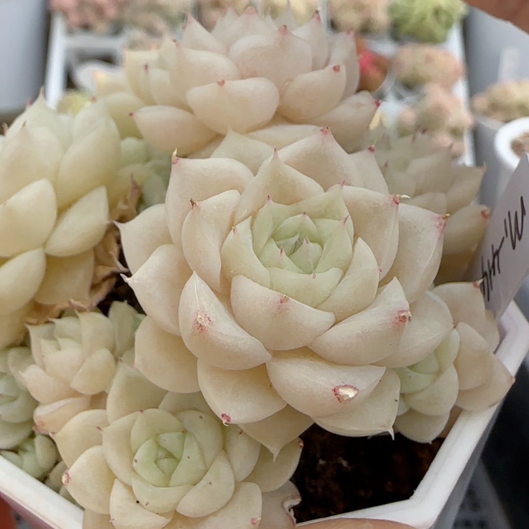 端**雪【闪购商品】0122-50（m1-414）