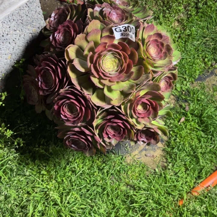 瑞妈一物一拍多肉300