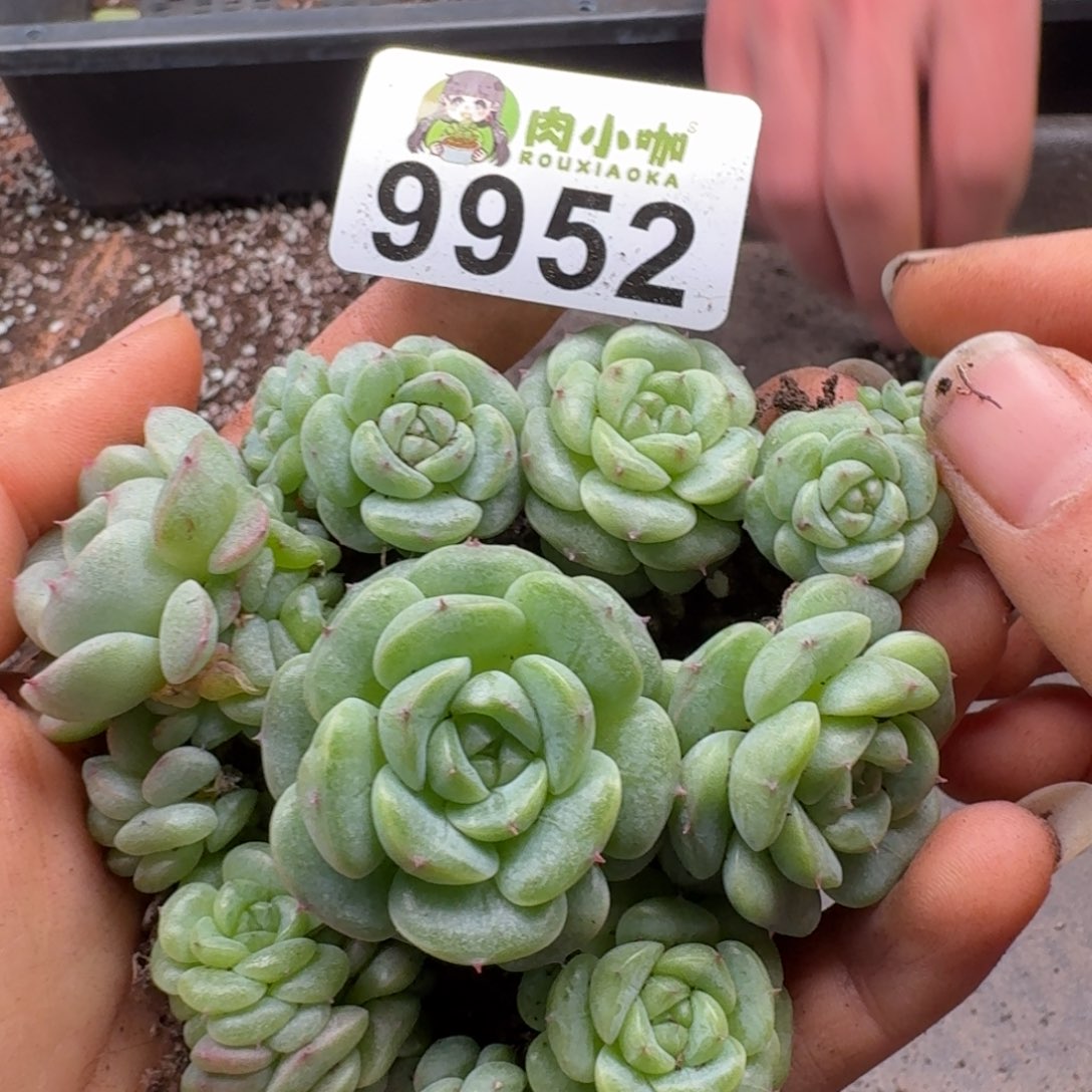 多肉植物多肉植物