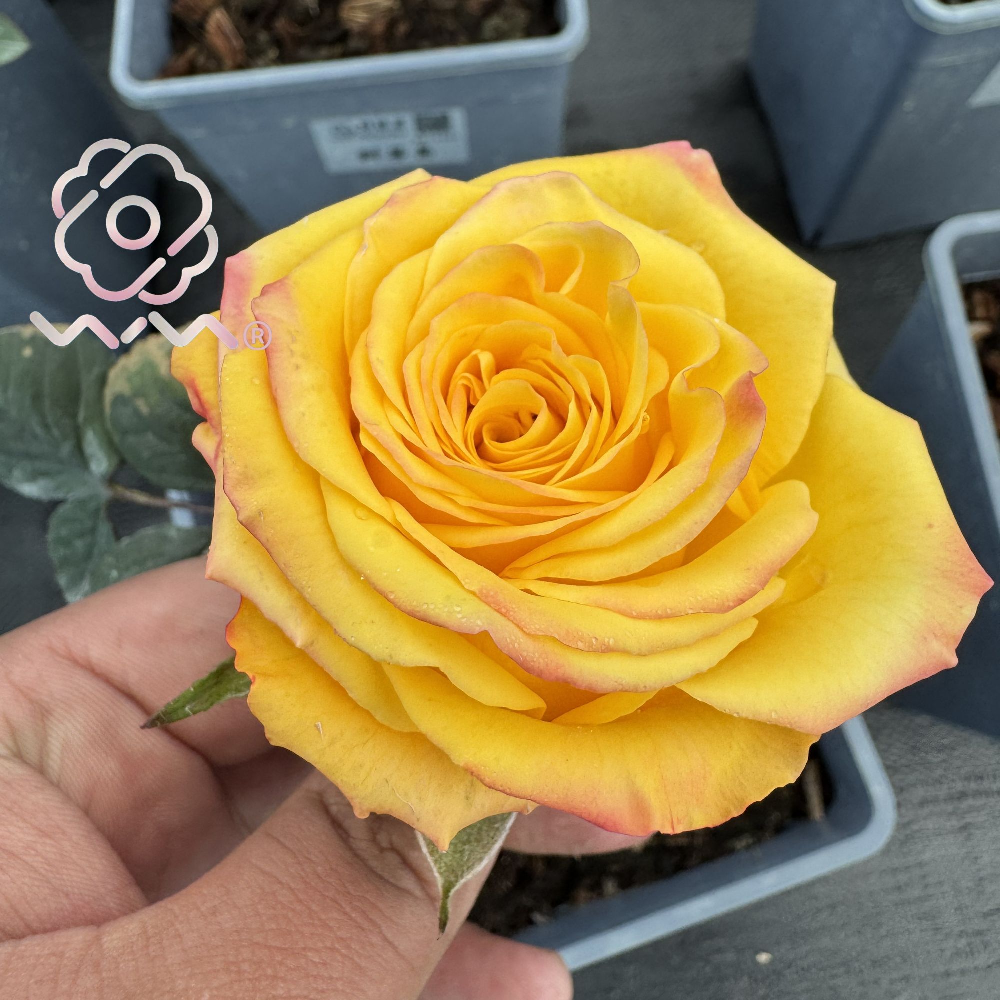 老磨盘月季新品根接小苗