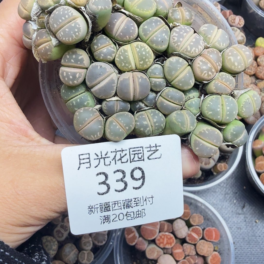 好喜欢看肖蘸在线339不