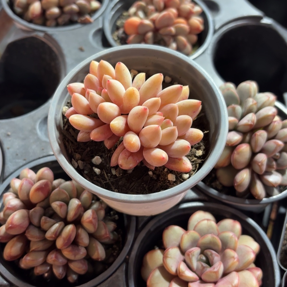 红蜻蜓多肉9㎝盆特价