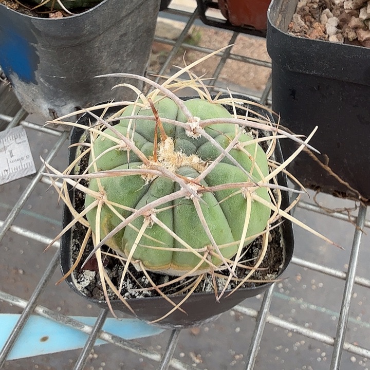 实生光琳玉4仙人球