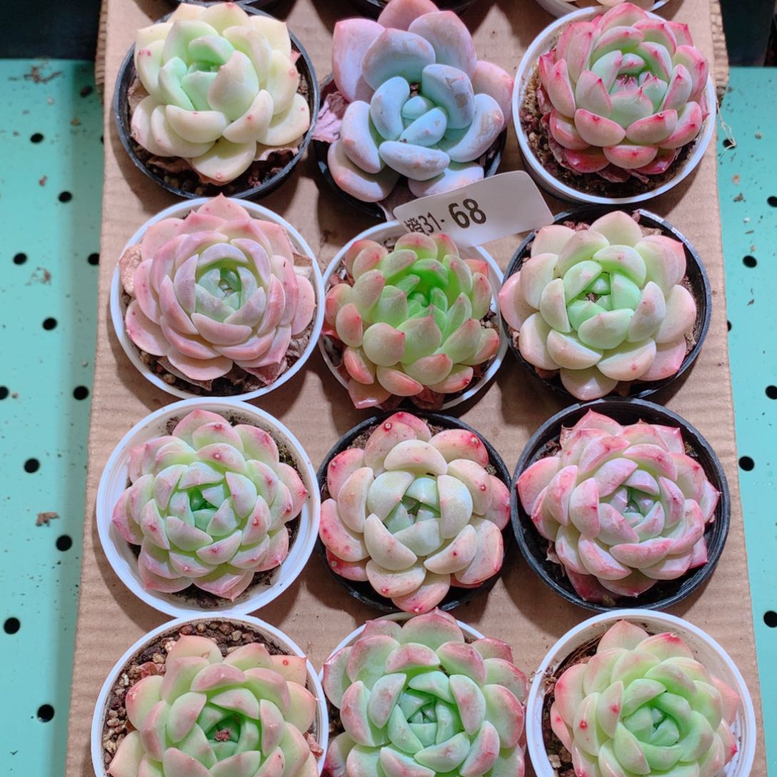 31-68一物一拍带盆18颗