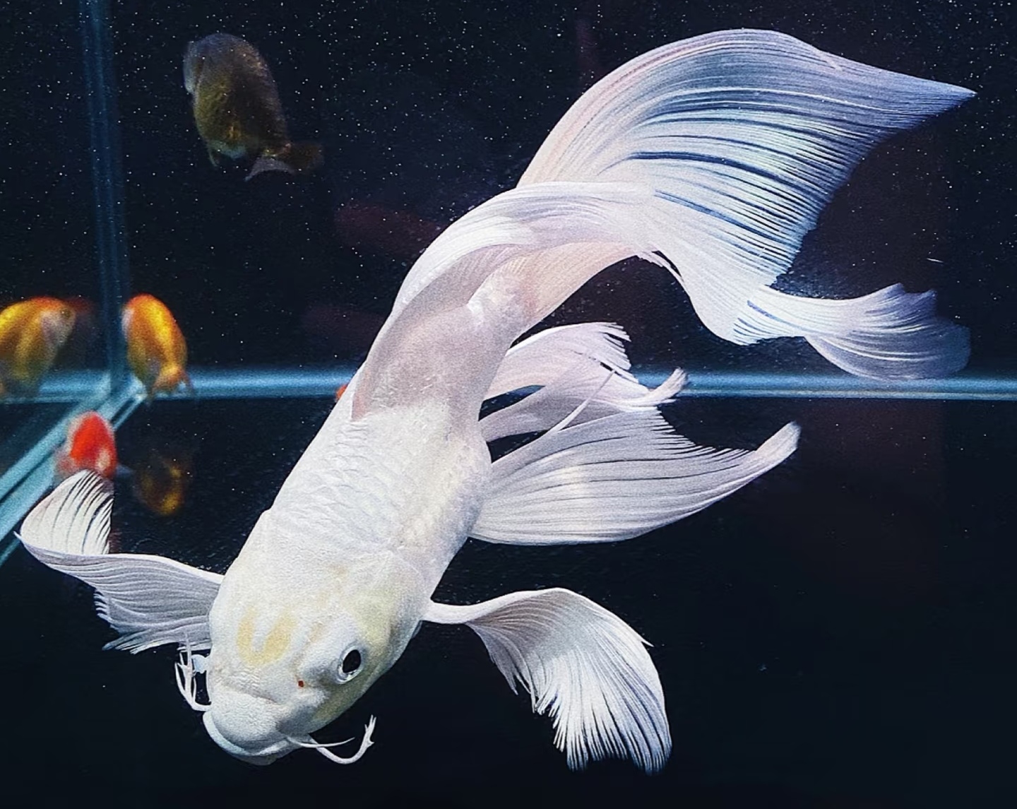【洛溪蝴蝶鲤】16-20公分普身白贵妃观赏鱼精品赛级蝴蝶鲤混养广温
