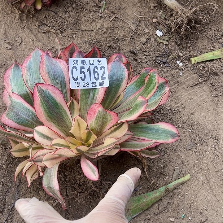5162魅影多肉植物法师法师