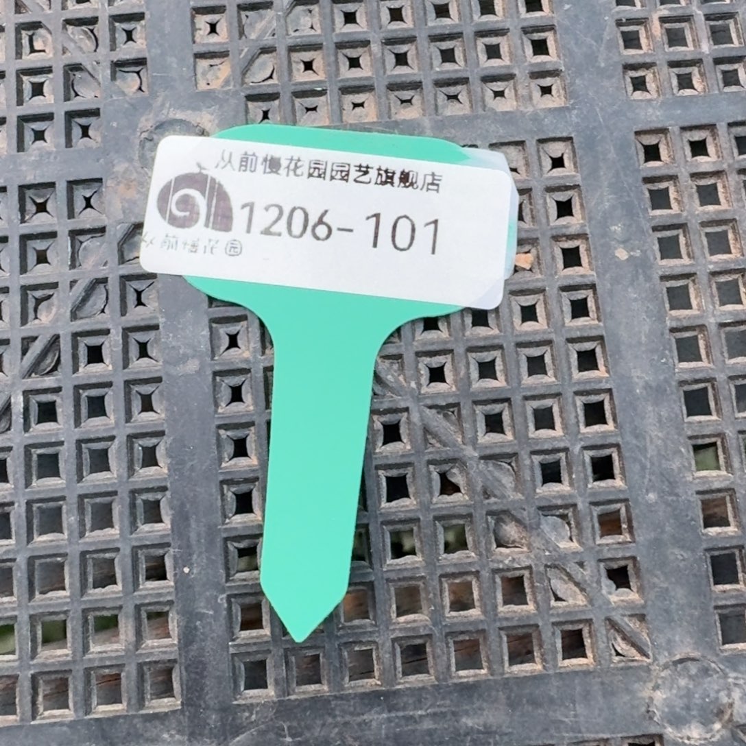 从前慢多肉精选编号1206.101