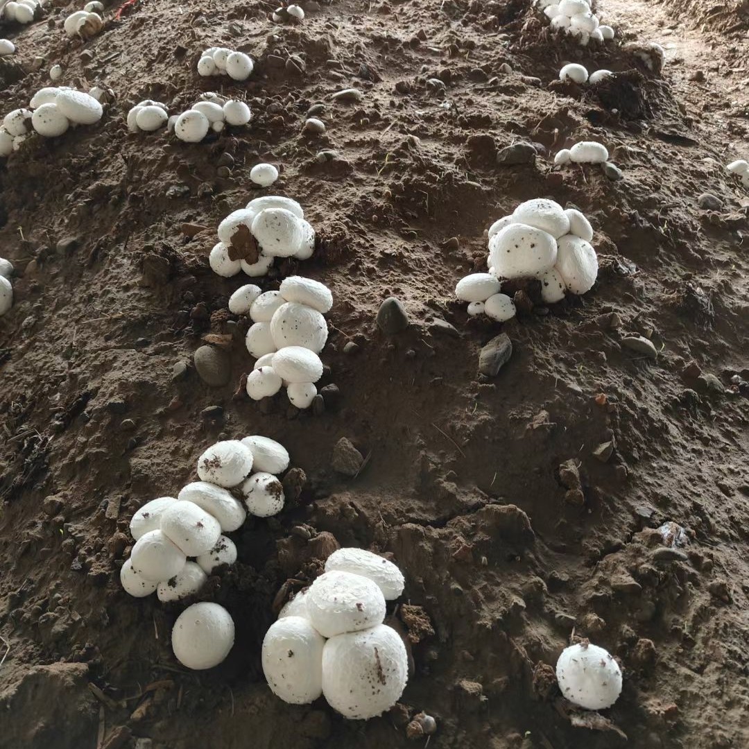 包邮|鲜品蘑菇三拼组合 总计1.5斤食用菌