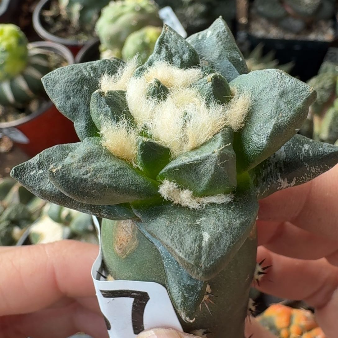 【闪购商品】宽尤龙角337