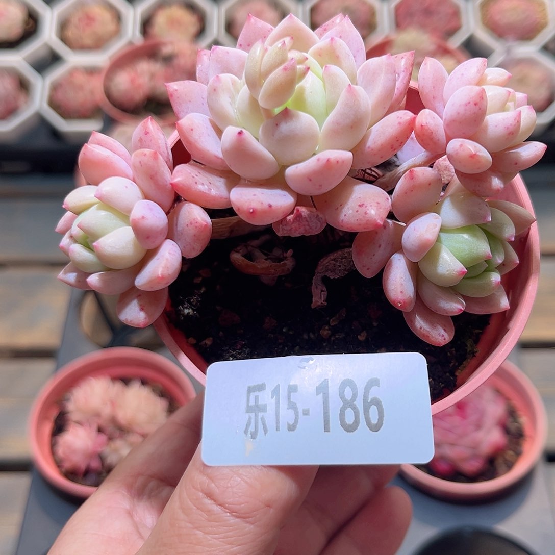 乐15-186 洛丽塔群