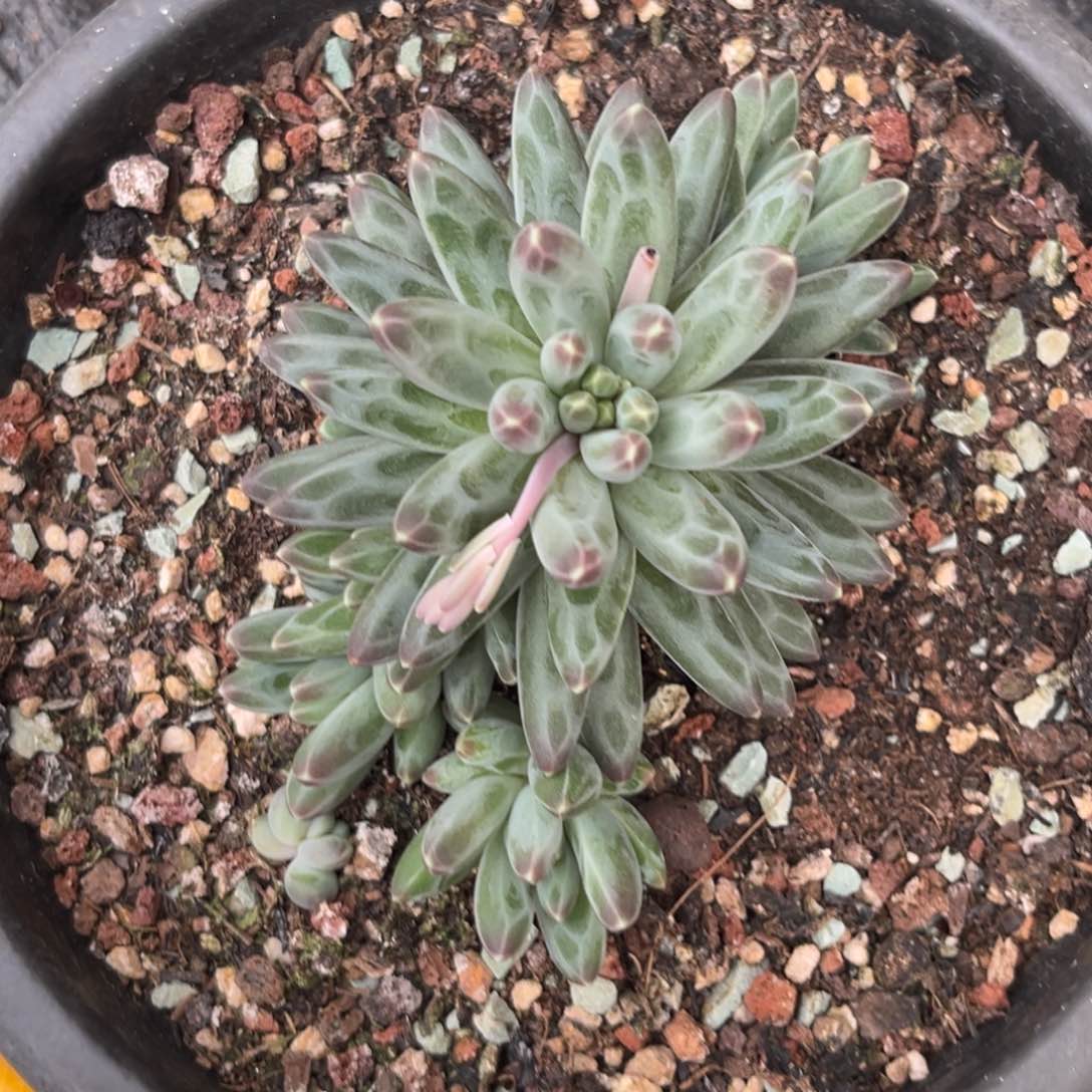 猫****啡287伊卡鲁斯多肉植物