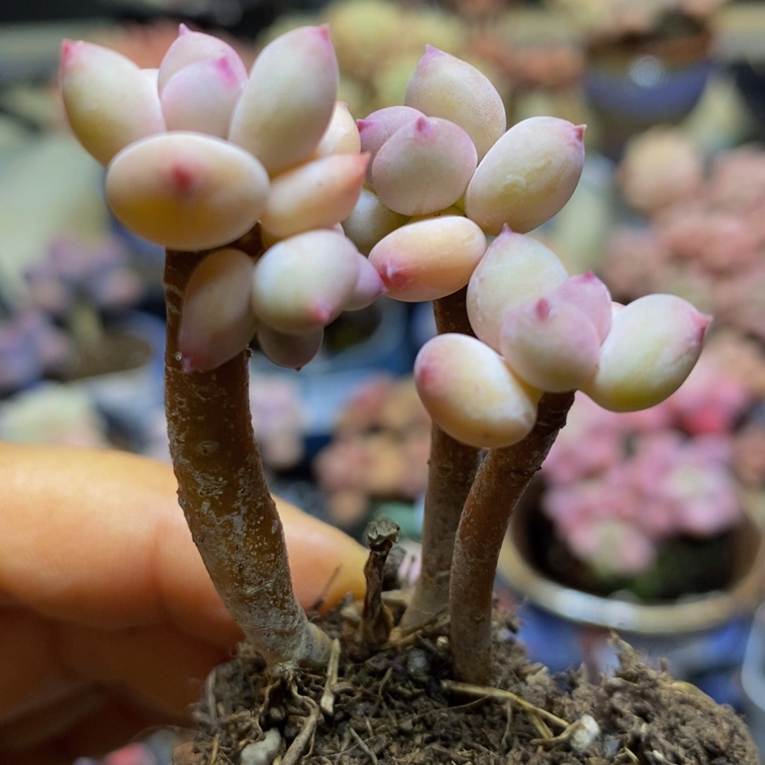 310 苹果奶5 厘米