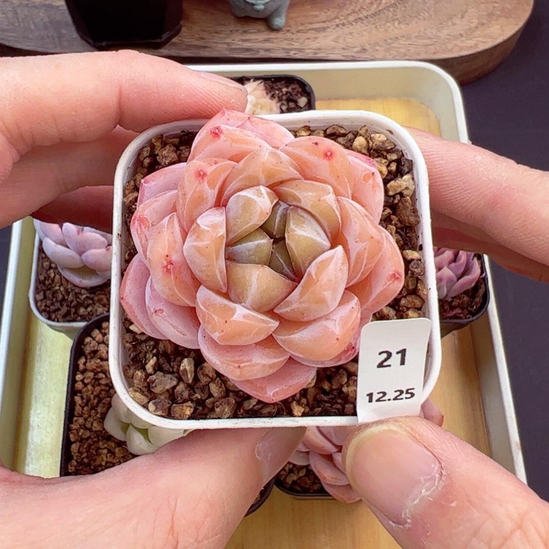 好好看21、哈哈哈哈