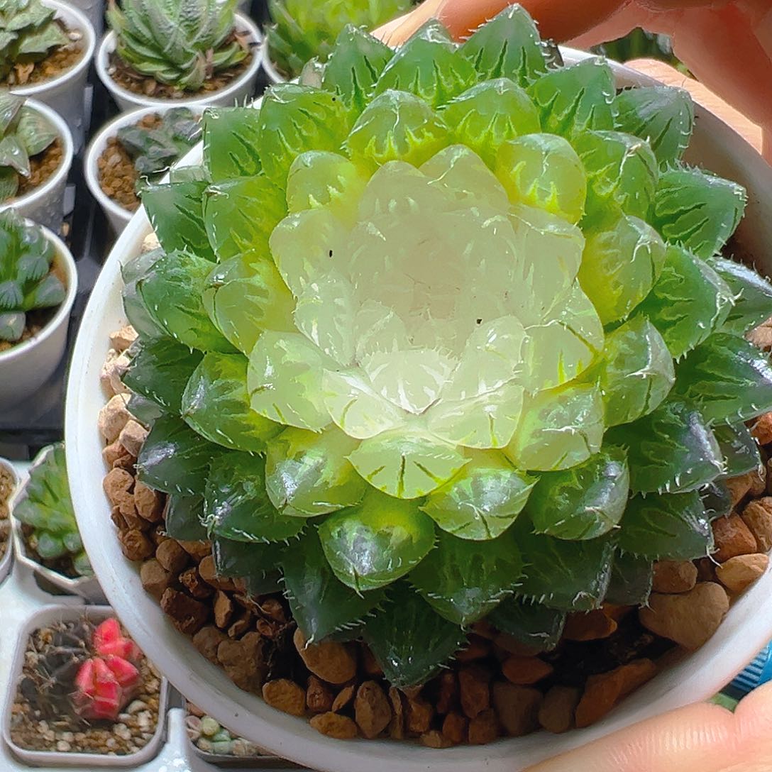 宝莲灯玉露多肉多肉多肉