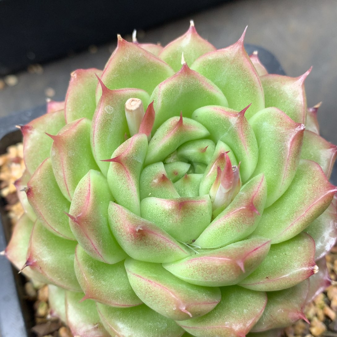 0309-117 麦杆优选