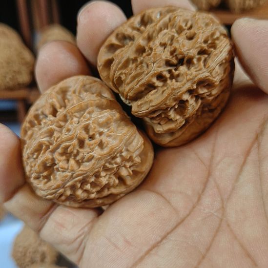 远***途完全开放白狮子核桃无花