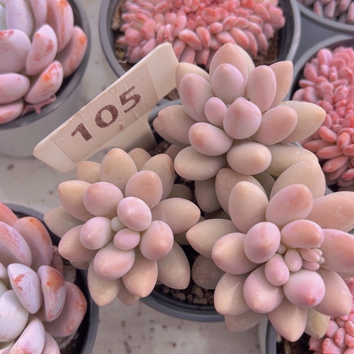 健健康康平平安安