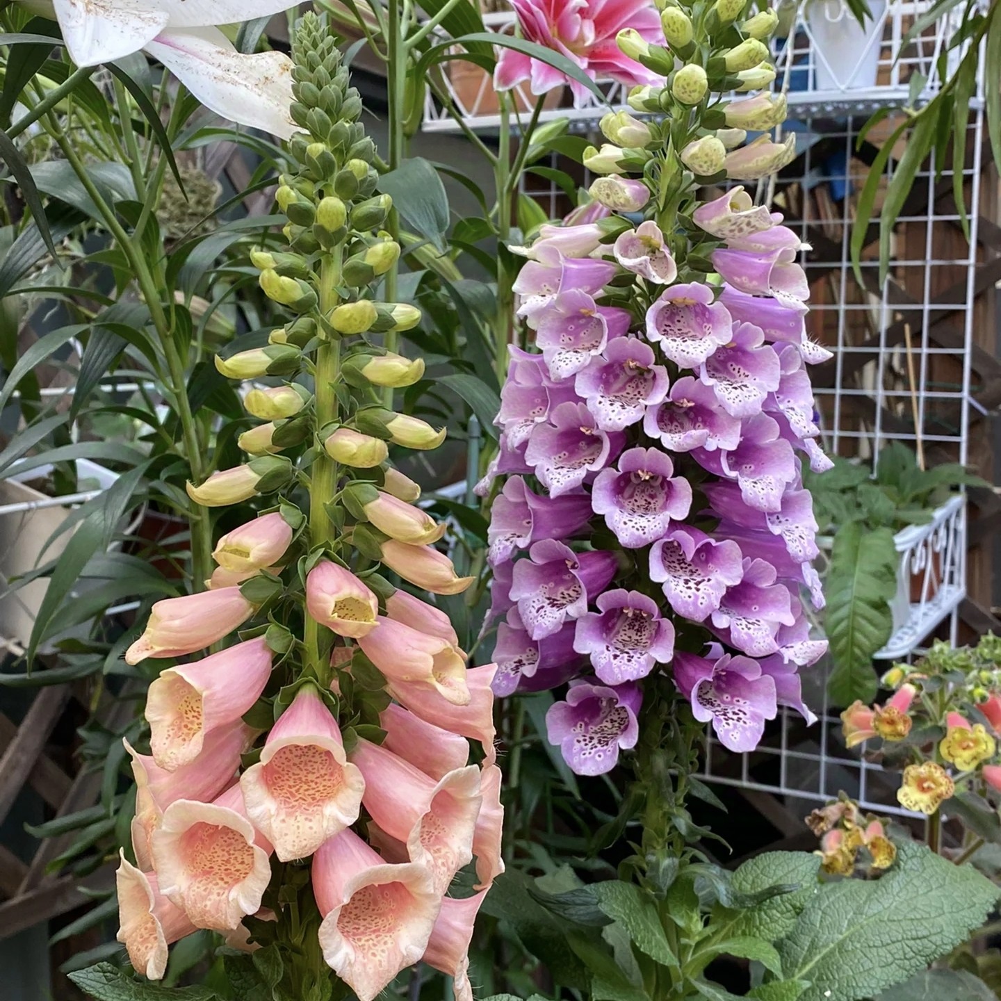 [混色毛地黄] 110口径盆 耐热耐寒多年生开花超美