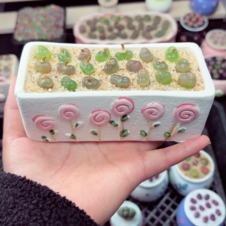 536零下地区记得拍保温箱