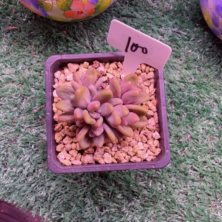 我是第一百个为妖刀应援滴