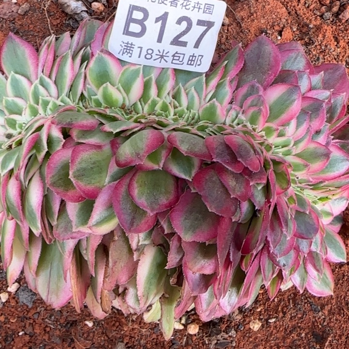 多肉法师淘宝福利