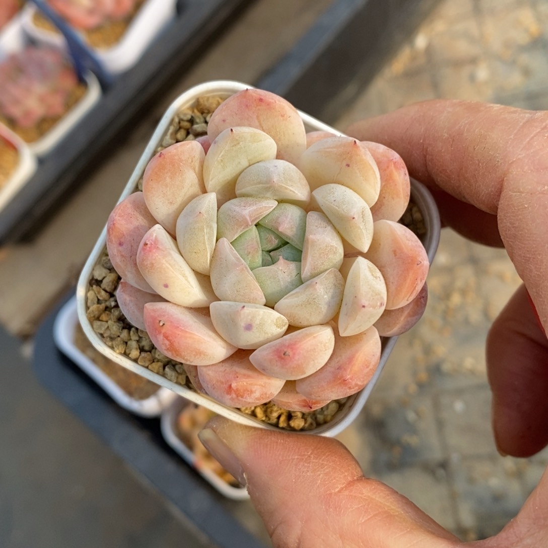 精品多肉一物一拍不包整92