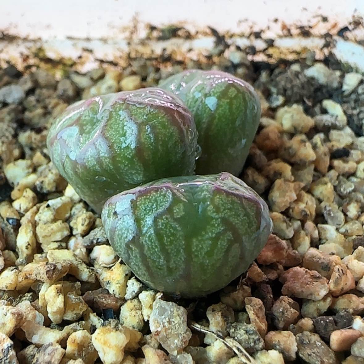 【闪购商品】送奶工杂交123